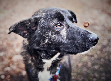 dog-4059331_960_720