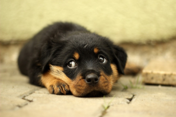rottweiler-869018_960_720